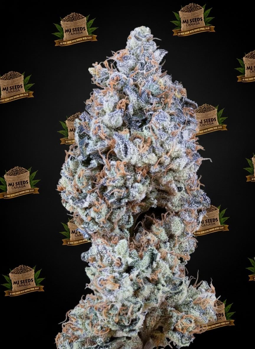 Gary Payton Feminized Marijuana Seeds
