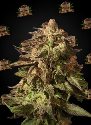 Gastro Pop Feminized Marijuana Seeds