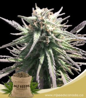 Gelato Regular Marijuana Seeds