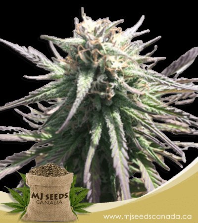 Gelato Regular Marijuana Seeds