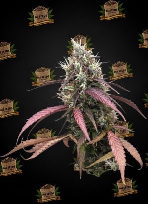 Gelato 33 Feminized Marijuana Seeds