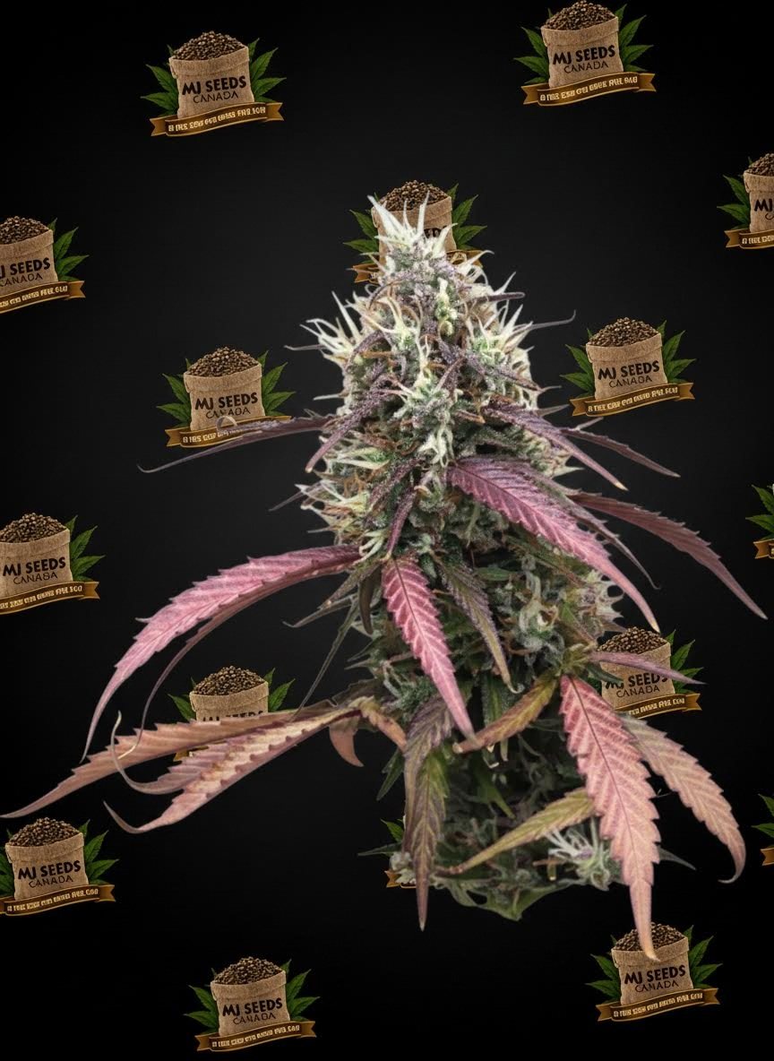 Gelato 33 Feminized Marijuana Seeds