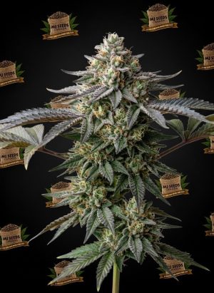 Gelato 41 Feminized Marijuana Seeds
