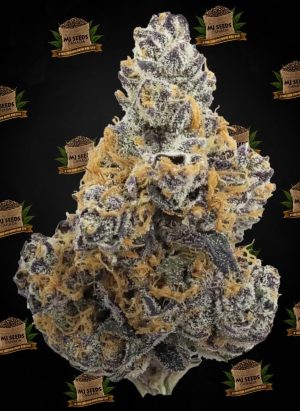 Gelato Cake Feminized Marijuana Seeds