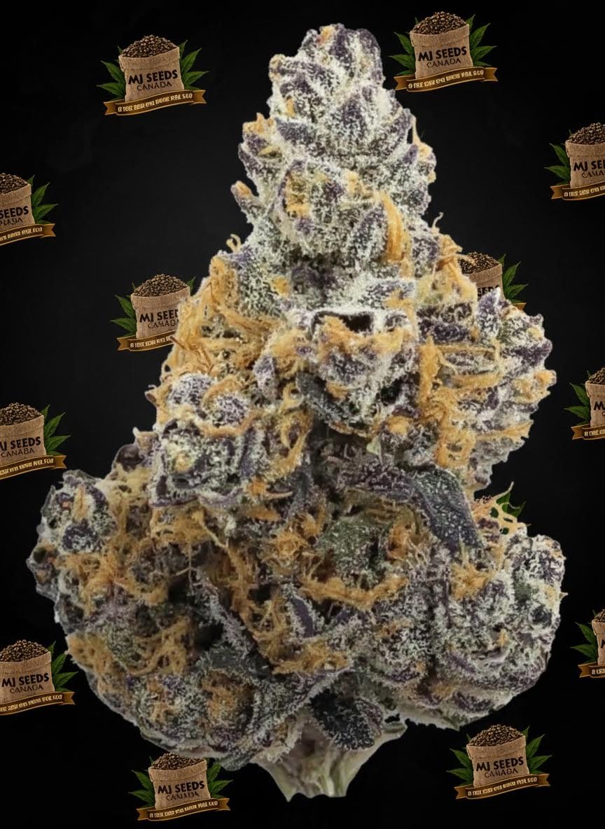 Gelato Cake Feminized Marijuana Seeds