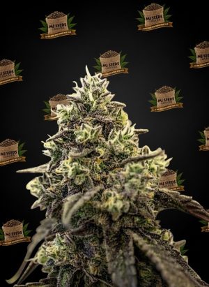 Gelonade Feminized Marijuana Seeds