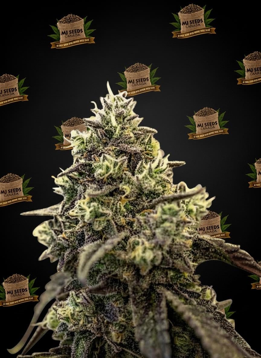 Gelonade Feminized Marijuana Seeds