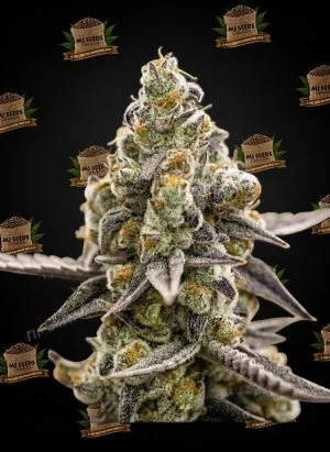 Georgia Pie Feminized Marijuana Seeds