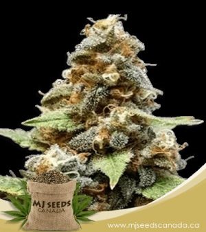 Gorilla Lemon Fire Regular Marijuana Seeds