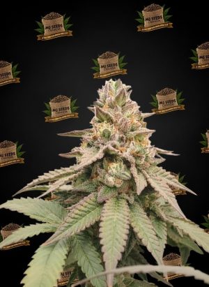 Grape Gas Feminized Marijuana Seeds