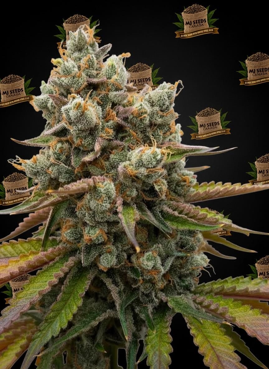 Grape Pie Feminized Marijuana Seeds