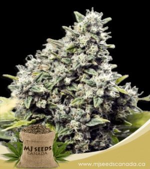 Grapefruit Regular Marijuana Seeds
