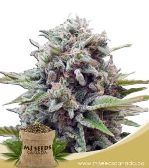 gravity autoflowering marijuana seeds