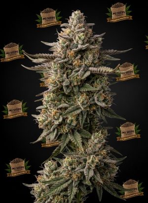 Grease Monkey Feminized Marijuana Seeds