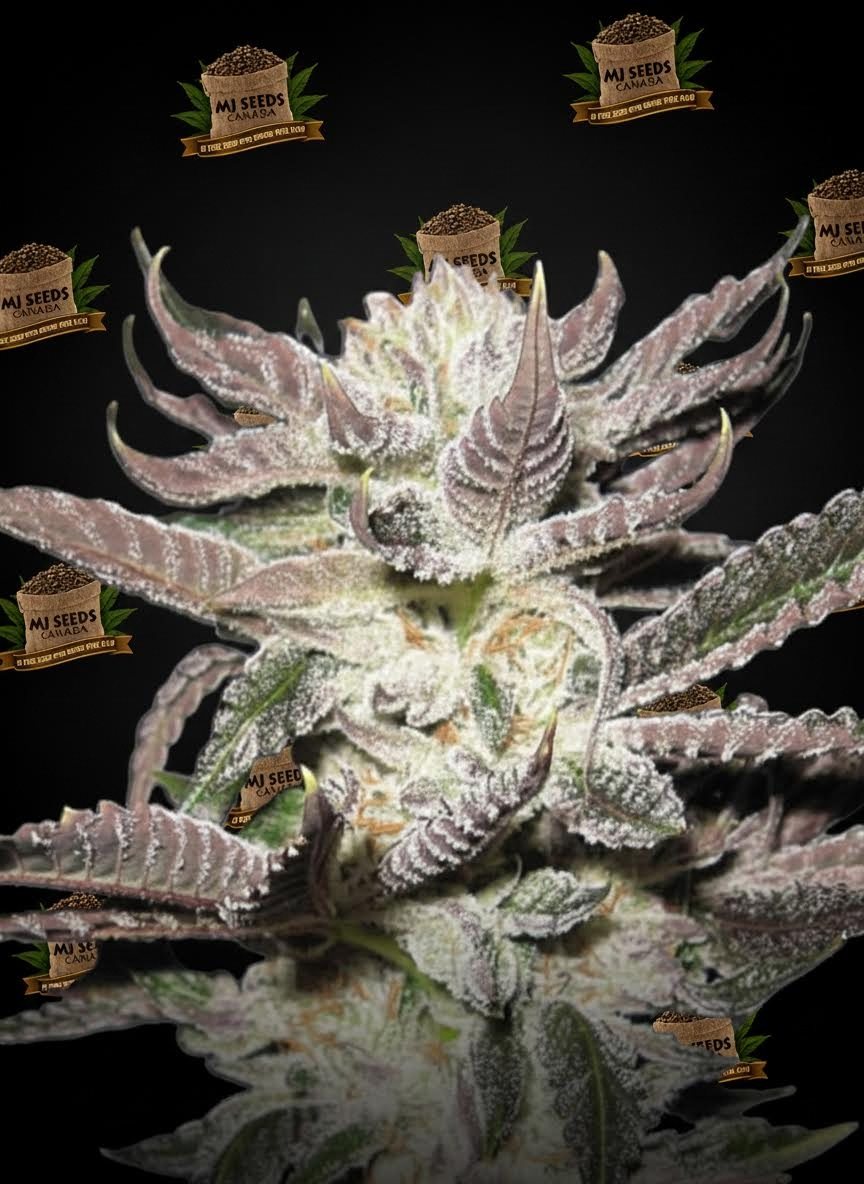 Gumbo Feminized Marijuana Seeds