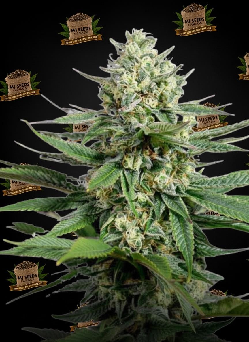 Gush Mints Feminized Marijuana Seeds