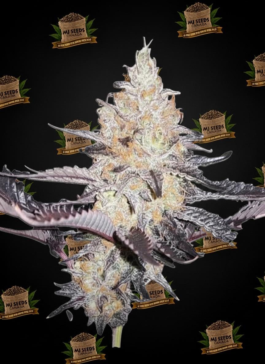 Gushers Feminized Marijuana Seeds