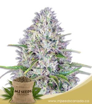 haze autoflowering marijuana seeds