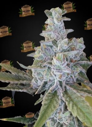 Jealousy Feminized Marijuana Seeds