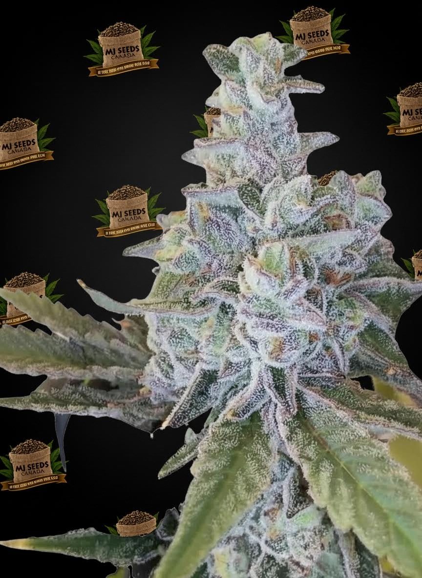 Jealousy Feminized Marijuana Seeds