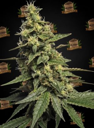 Jet Fuel Feminized Marijuana Seeds