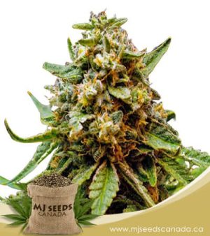 Killer Lemonade Autoflowering Fast Version Marijuana Seeds