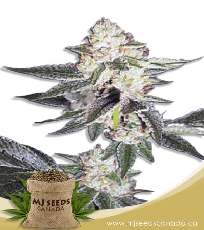 King Louis XIII Autoflowering Marijuana Seeds