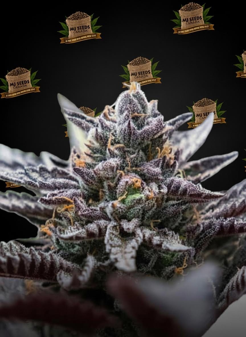 Kush Mints Feminized Marijuana Seeds