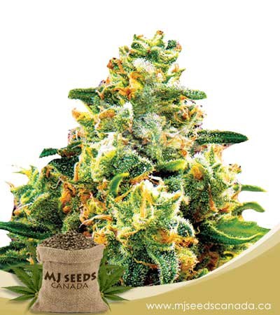 L.A.-Confidential-Feminized-Marijuana-Seeds