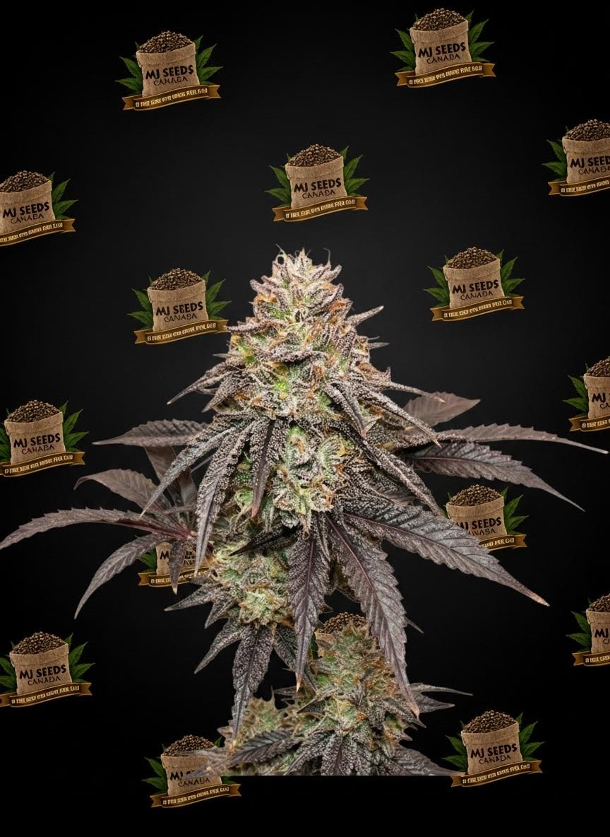 Lemon Cherry Gelato Feminized Marijuana Seeds