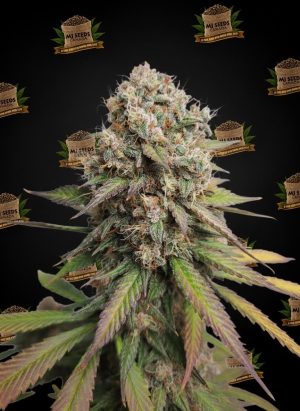 London Pound Cake Feminized Marijuana Seeds