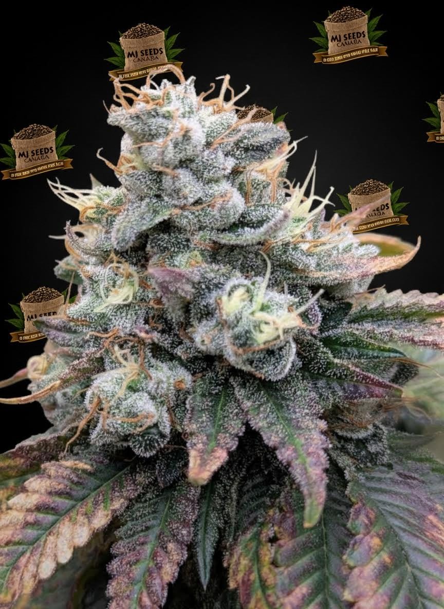 MAC Feminized Marijuana Seeds
