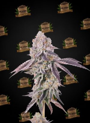 Mochi Feminized Marijuana Seeds