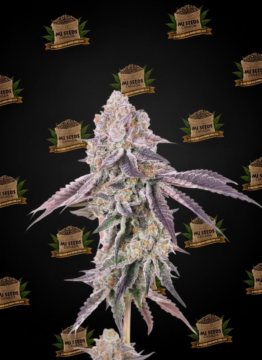 Mochi Feminized Marijuana Seeds