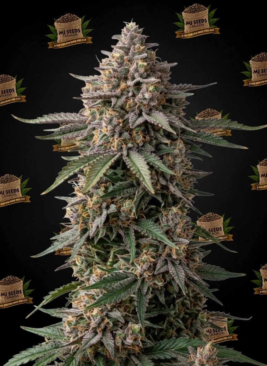 Modified Grapes Feminized Marijuana Seeds