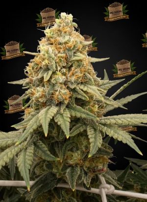 Motorbreath Feminized Marijuana Seeds