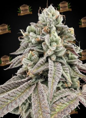 Mule Fuel Feminized Marijuana Seeds