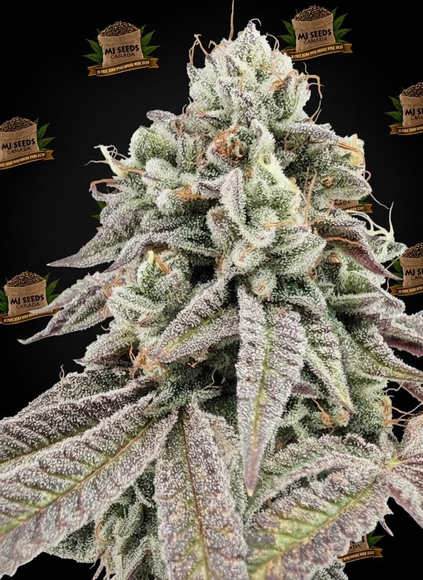 Mule Fuel Feminized Marijuana Seeds