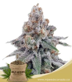 OG Wedding Feminized Marijuana Seeds