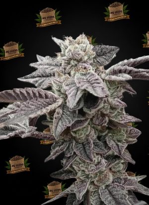 Oreoz Feminized Marijuana Seeds