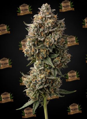 Peanut Butter Breath Feminized Marijuana Seeds
