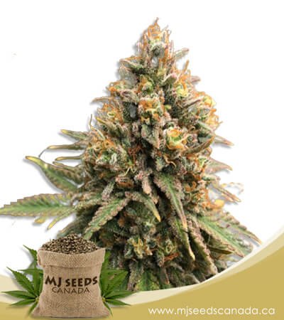 peanut butter haze feminized marijuana seeds