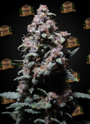 Permanent Marker Feminized Marijuana Seeds
