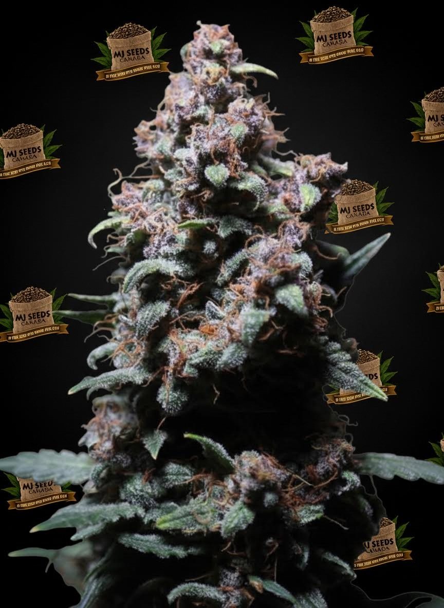 Permanent Marker Feminized Marijuana Seeds