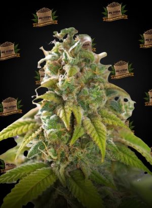 Pure Michigan Feminized Marijuana Seeds