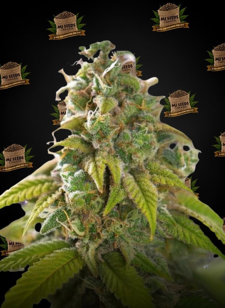 Pure Michigan Feminized Marijuana Seeds