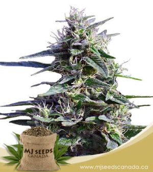 Purple Wreck Feminized Marijuana Seeds
