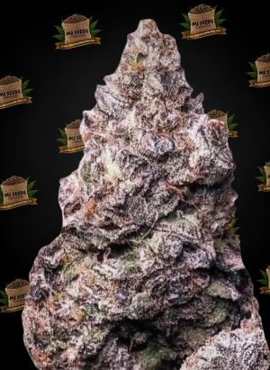 RS11 Feminized Marijuana Seeds