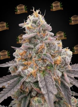 Rainbow Belts Feminized Marijuana Seeds