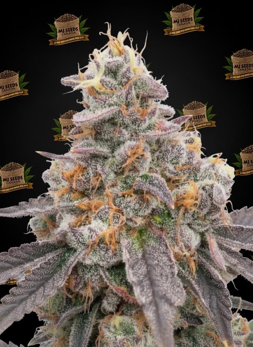 Rainbow Belts Feminized Marijuana Seeds